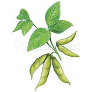 ARKOCAPS LECITINA DE SOJA. 400 mg 100 Cápsulas ARKOCAPS LECITINA DE SOJA. 400 mg 100 Cápsulas