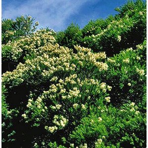 PRANAROM ACEITE ESENCIAL ÁRBOL DE TÉ. 10 ml PRANAROM ACEITE ESENCIAL ÁRBOL DE TÉ. 10 ml